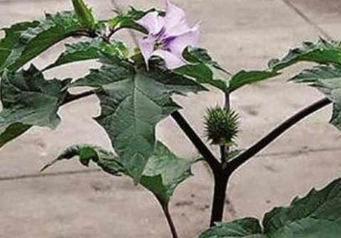 那些生活中常见的毒草,看看吧,说不定关键时刻会救你一命