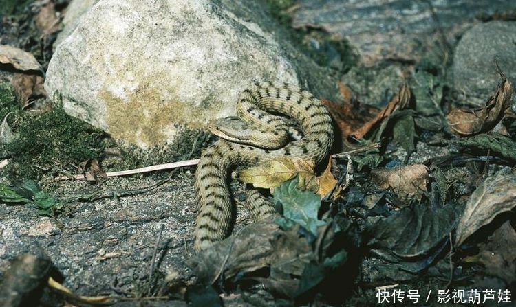 梦境的奥秘,梦见一条好漂亮的大蛇变成了一个男孩 梦境的奥秘,梦见一条好漂亮的大蛇变成了一个男孩