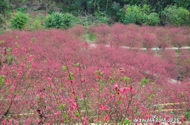 江门市白水带桃花园:在那桃花盛开的地方,醉美于春