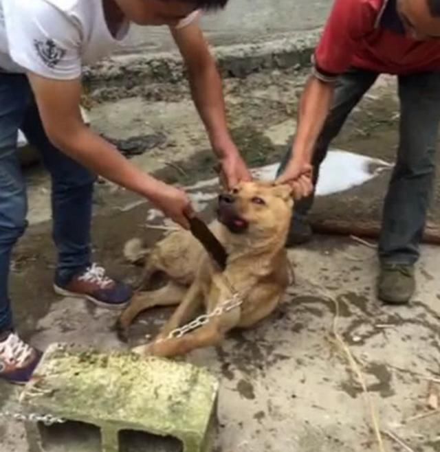 变态男子杀狗,杀狗过程甚是恐怖,一句话令人听了想暴走他!