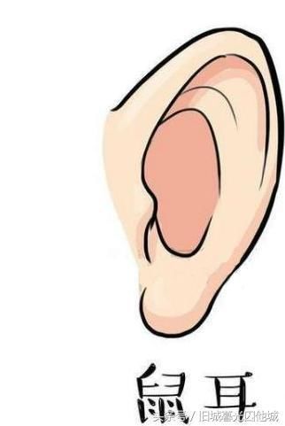 刀环耳,望文生义就是指耳朵外形像圆环刀的轮廓一样.