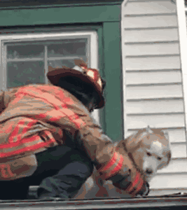 消防员从房顶下来的时候,那表情真是——这货怎么这么皮呢?