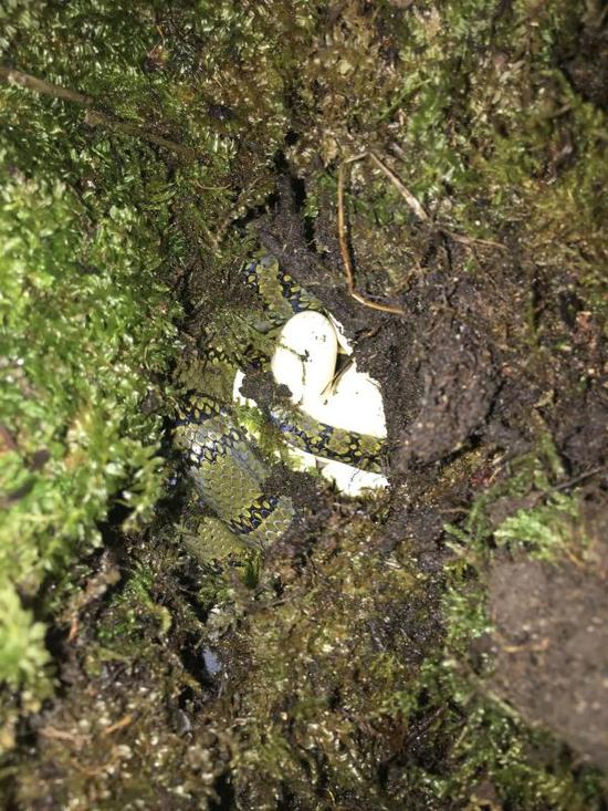 中国首次成功繁育全球最美蛇 近百年来活体不足30条
