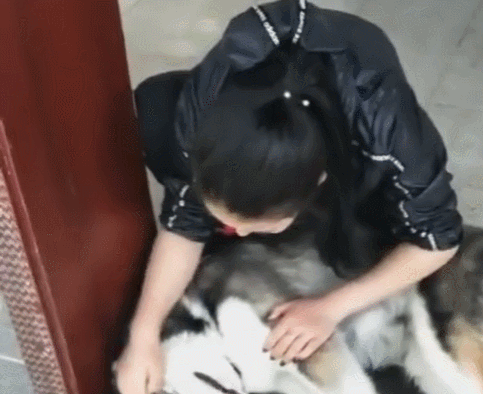 二哈摔痛头后撒娇,要主人摸头安慰,像个小孩子似的!