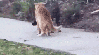 全球搞笑gif:别人的装逼视频都很简单,怎么一到自己上