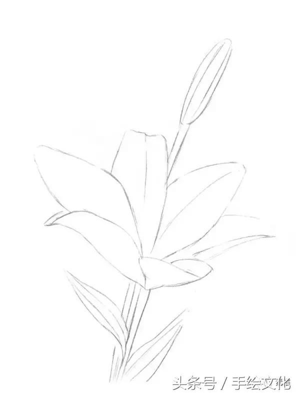 看过彩铅的百合教程,没有看到过这样的素描百合教程