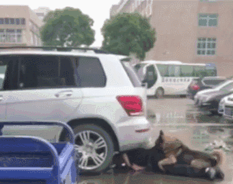 路遇恶犬怎么办?教你一套