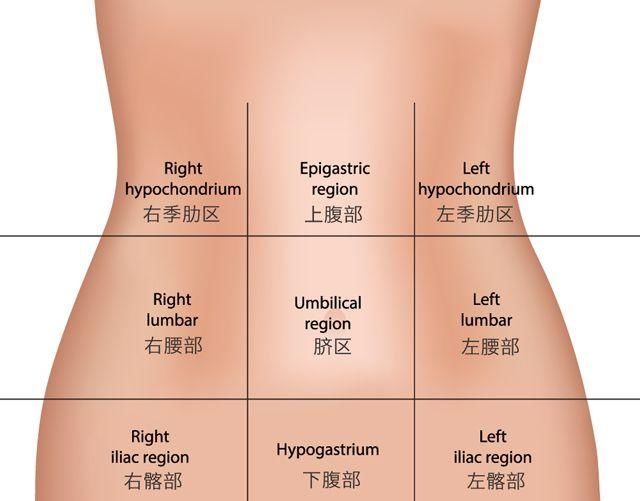 下腹部都有什么器官?