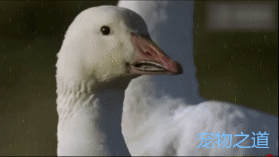 狐狸想叼走小雪鹅,遭到雪鹅夫妻拼命反抗,结果令人没