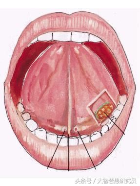 在通任督二脉的时候,门牙里面根部连着上颚位置有两个窝,用舌头顶住它