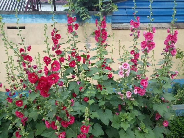 河南农村有一种花叫蜀葵非常靓丽好看