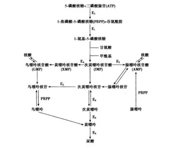 嘌呤代谢长期紊乱可导致高尿酸血症.