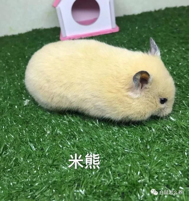 熊科仓鼠大合集!快来看看哪个是你家宝贝