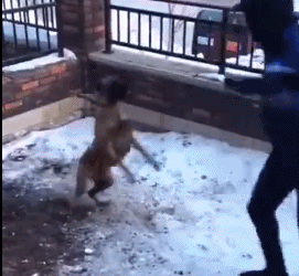 狗:老虎不发威,你当我是病猫啊?