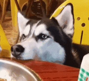 然后主人有夹了一块肉 还故意从它面前晃一圈! 气的二哈直咬桌子!