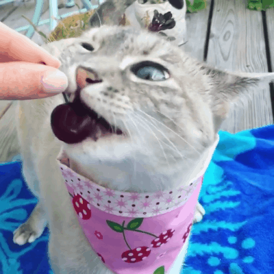 喵星人gif图 : 这位推主,总是把他家的猫拍的非常鬼畜