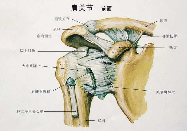 由于疼痛和活动受限制,导致肩部肌肉由于长时间不运动,产生肌肉萎缩