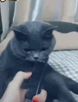猫哥,你能告诉我你这是什么表情吗?咋个意思啊?还有臭味啊?