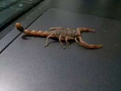 沂蒙山的这种动物竟将人吓出冷汗!