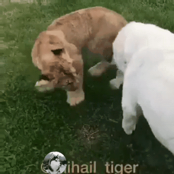 大狗跟小狮子好上,老虎看到后想偷袭狗狗,结果老虎却怂了