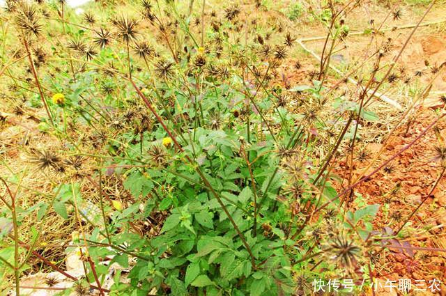 这种野草,人称"一包针",农村人见它就烦,谁知夏天最适合吃它!