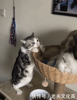 喵星人:你们俩秀恩爱能不能换个地方,这是我的窝,我想睡午觉了