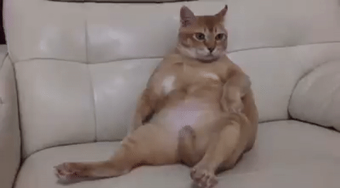 出类拔萃的橘猫,往沙发上一躺总是让人胡思乱想