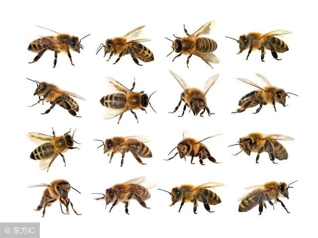 中华蜜蜂,又称中华蜂,中蜂,土蜂,,apis cerana,蜜蜂科蜜蜂属东方