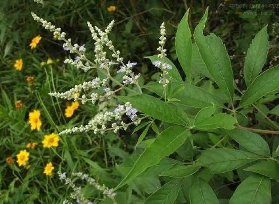 农村这草可以治脚气,而老人家却采这种野草制茶泡水喝