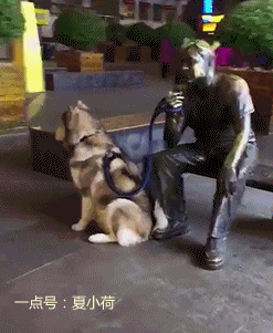 从这个遛狗姿势来看,这只二哈应该很纯!