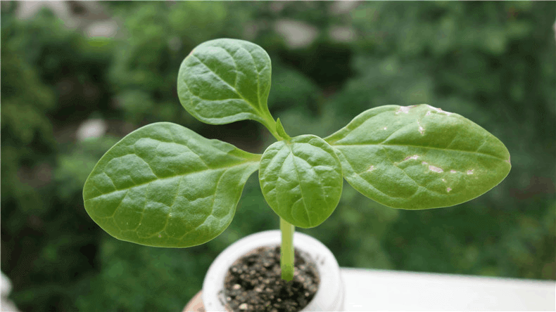 背景 壁纸 花 绿色 绿叶 树叶 植物 桌面 790_444 gif 动态图 动图
