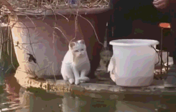 猫咪一开始安静的陪主人钓鱼,等鱼上钩才知道它不安好心