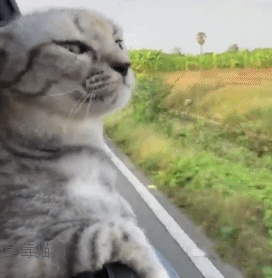 但是也有一点要注意,那就是一定要保证猫咪的安全,猫是很特立独行的