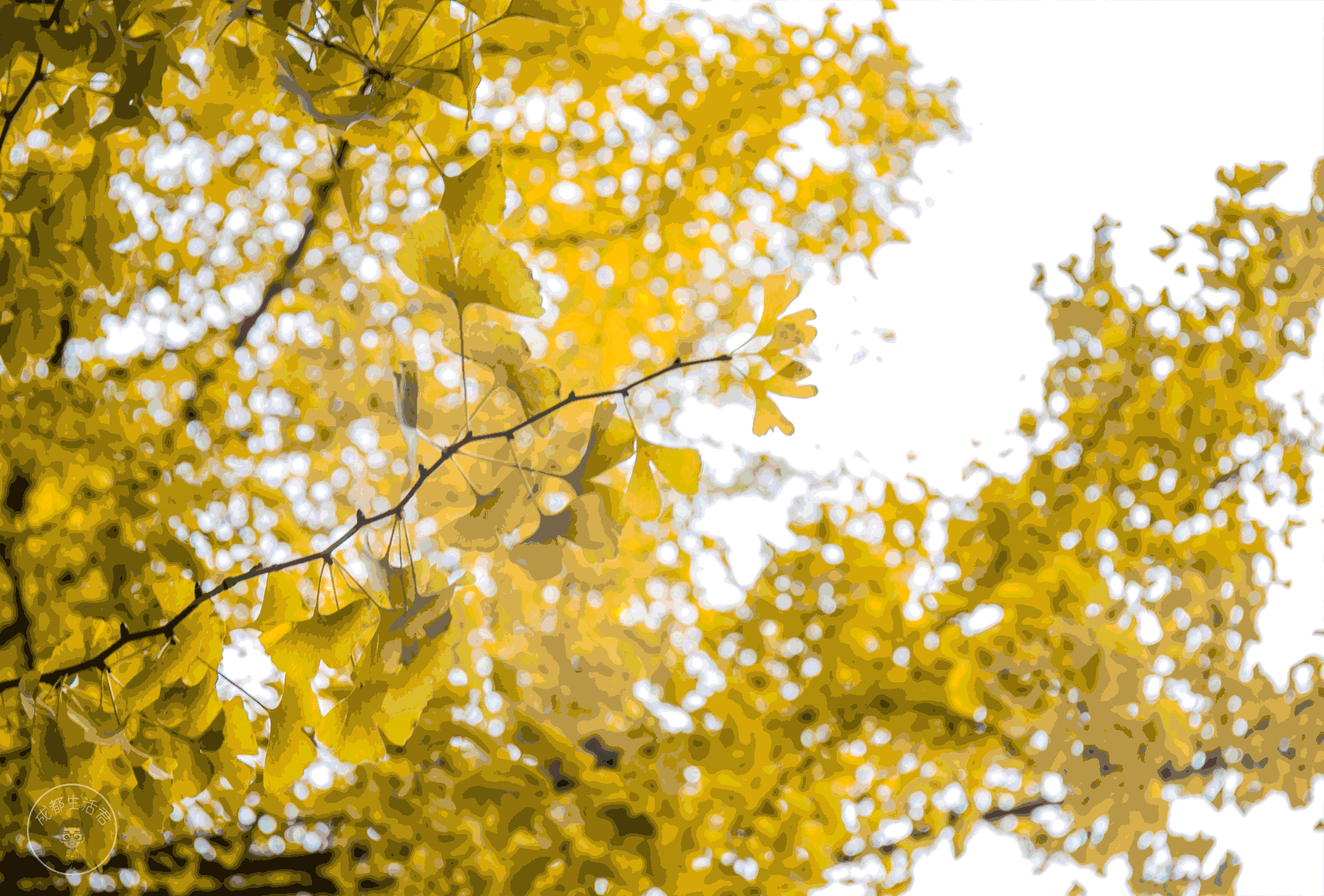 成都银杏终于黄了!电子科大pk川大,选出成都最