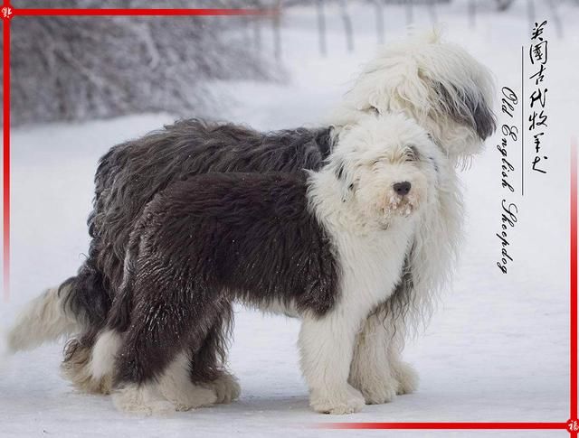 英国古代牧羊犬(别名:截尾犬,古牧,英文名:old english sheepdog)