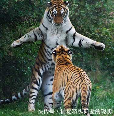 罕见!一东北虎在云南成功产下七胞胎