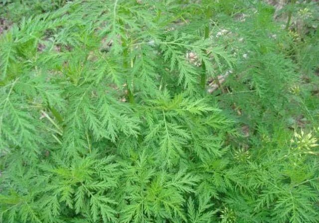 还有一些地区将小花蒿称作青蒿,然而小花蒿是菊科植物小花蒿