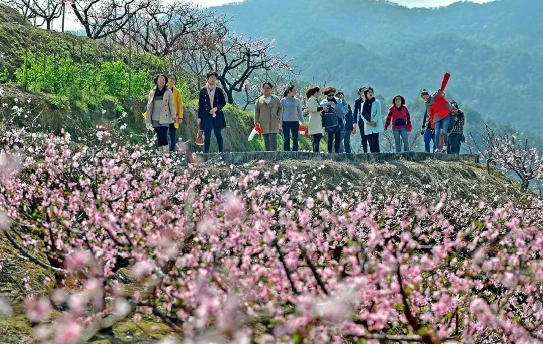 奉化桃花,图源:宁波发布