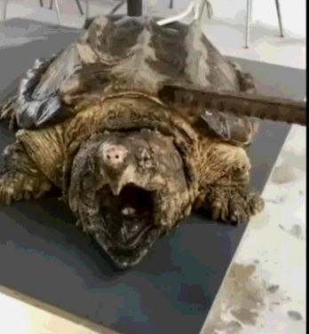 主人说这只宠物龟没200万,不会卖,这乌龟的确活成了活