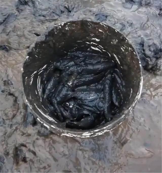 村民抽干荒废十多年的鱼塘,在水底淤泥中,逮到黑压压的鱼货