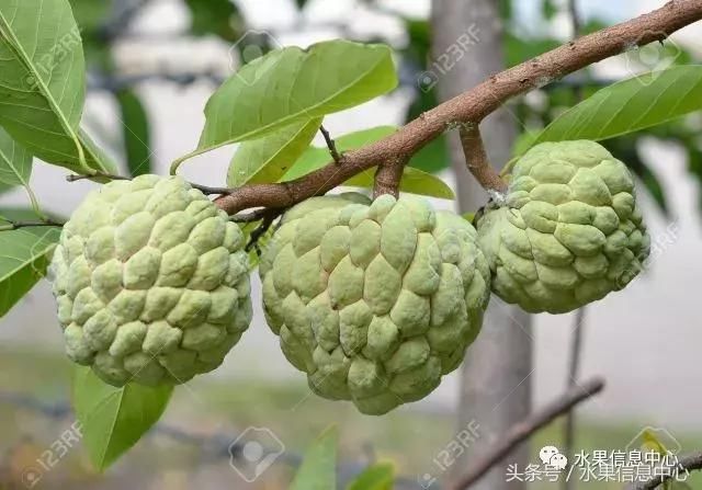 一种甜到让人想哭的果子-最全"释迦"品种产地说明书