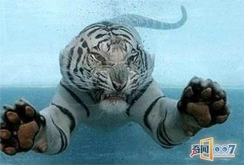 管理员水中喂老虎,肉刚扔进水里就吓到观看者!