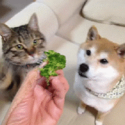 但是,生活中的猫星人和汪星人也是充满了友爱和仇恨!