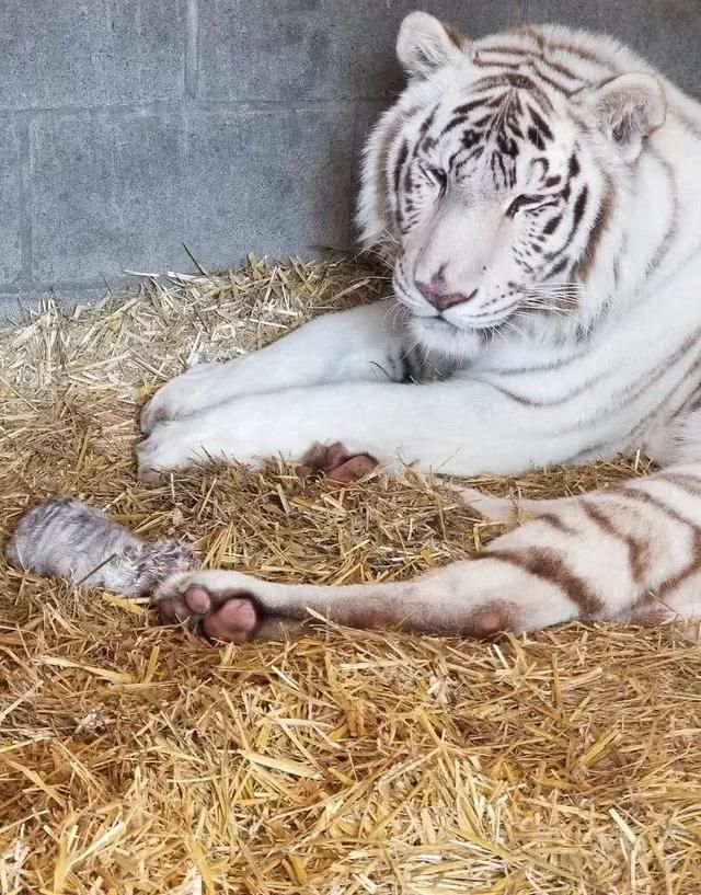 白虎幼崽刚出生即被抛弃,近亲繁殖把老虎都整傻了