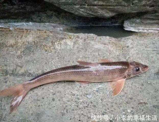 小伙在长江钓鱼钓到一条玫瑰金色的鱼,听说吃了会被