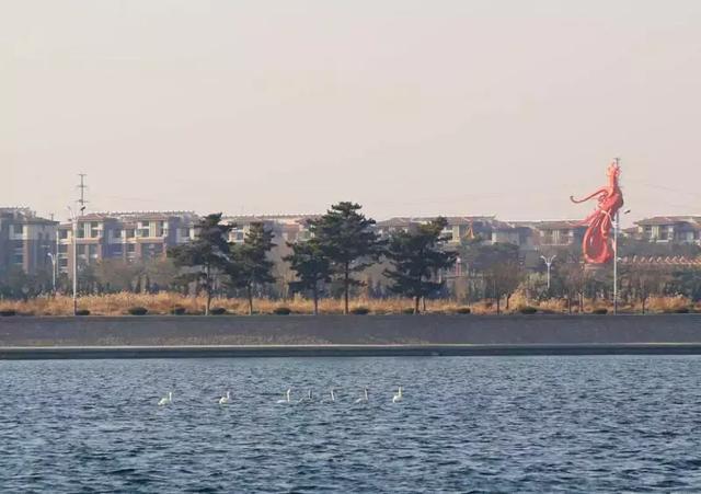 "凌波仙子"在荣成丨凤凰湖变"天鹅湖"