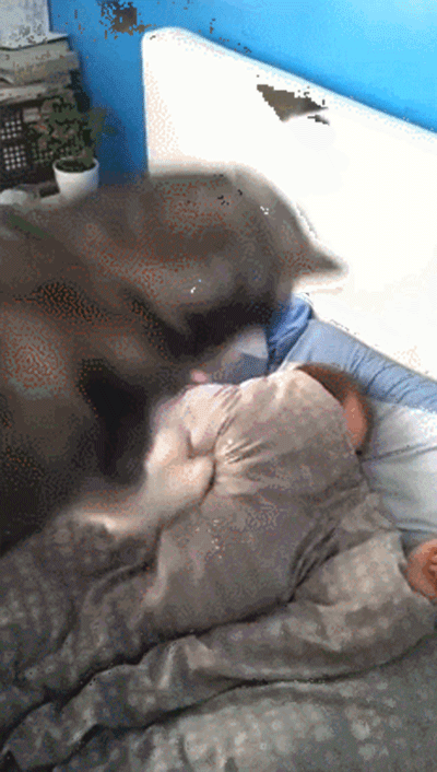 二哈这种方式主人还能继续睡觉也是够奇葩的,如果二哈的主人不是装睡