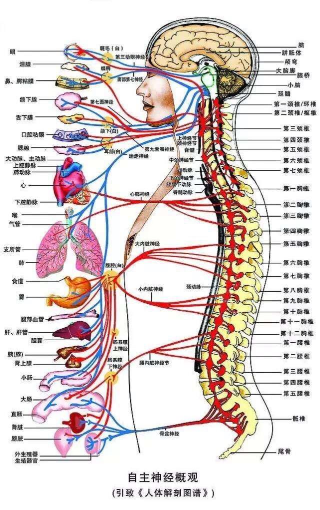 《人体解剖学》植物神经
