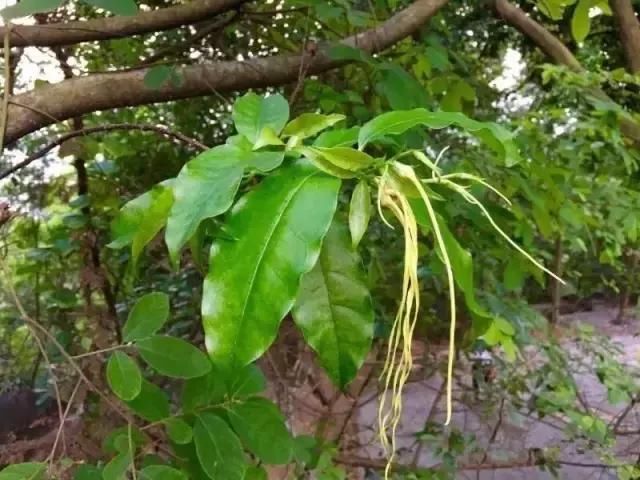 傣族农村最常见的八种剧毒植物:见血封喉,断肠草