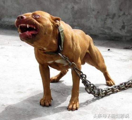 最凶悍的犬类,中国名犬榜上有名